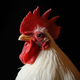 Profile of live chicken against a black background